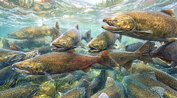 Ilustración de acuarela de un cardumen de salmones con manchas oscuras nadando en un río de agua clara, con rocas y plantas.