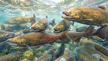 Estados Unidos: identifican a una enzima como la responsable de la muerte de las crías de salmón chinook del Sacramento
