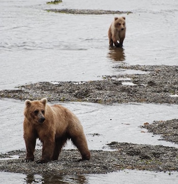 Un oso pardo grande sobre un islote de piedra en un río y un oso más pequeño caminando al fondo