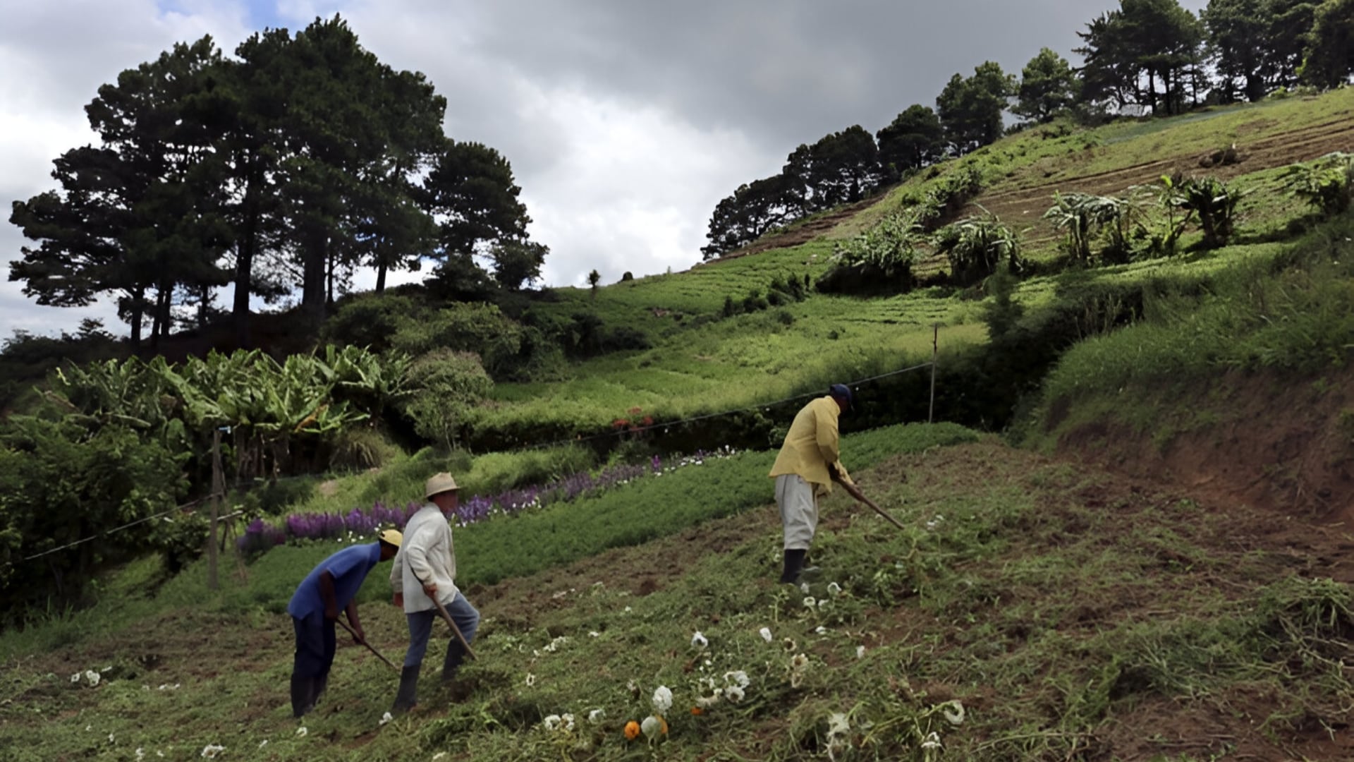 Más de 3.300 productores accedieron al sistema financiero formal gracias al programa de créditos del Banco Agrario y la Agencia Nacional de Tierras - crédito Agencia Nacional de Tierras