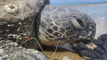 Glen fue encontrada en la