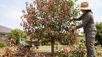 Una persona con sombrero y guantes poda un árbol con tijeras grandes, rodeado de hojas secas en el suelo. Se ve una carretilla y herramientas de jardín.