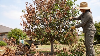 Podar las hojas de los árboles después de la ola de calor: cómo hacerlo y en qué casos hay que actuar