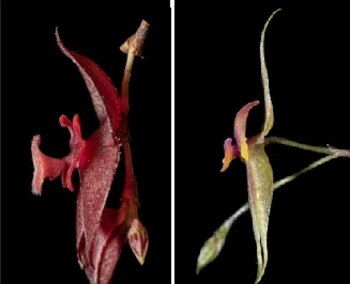 Las dos especies de orquídeas