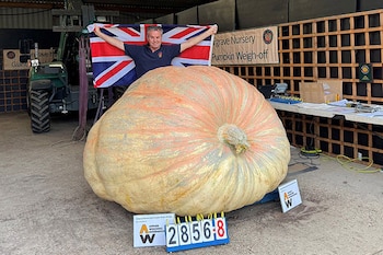 Un británico cultivó una calabaza de casi 1.300 kilos y volvió a batir su propio récord