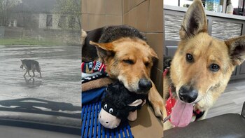 Nikki fue encontrada deambulando en