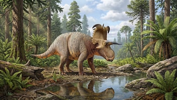 Así era el Lokiceratops, el antepasado del Triceratops con un cráneo fuera de lo común
