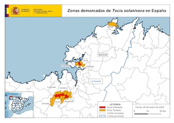 Municipios afectados por la polilla guatemalteca. Datos a enero de 2026