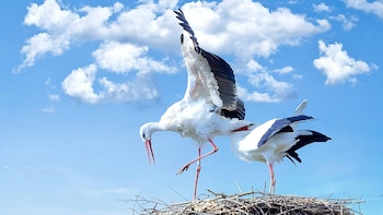 Se confirma un nuevo foco