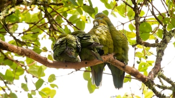 Se cree que Colombia alberga