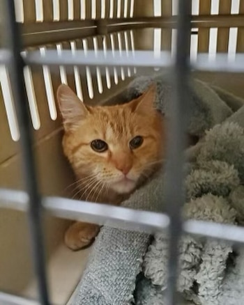 Tras asegurar a Fox, los