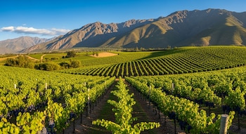 Extensos viñedos de altura con hileras de vides llenas de uvas Malbec maduras bajo un cielo azul claro, flanqueados por majestuosas montañas.