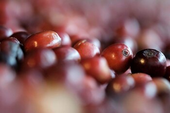 Los precios del grano habían