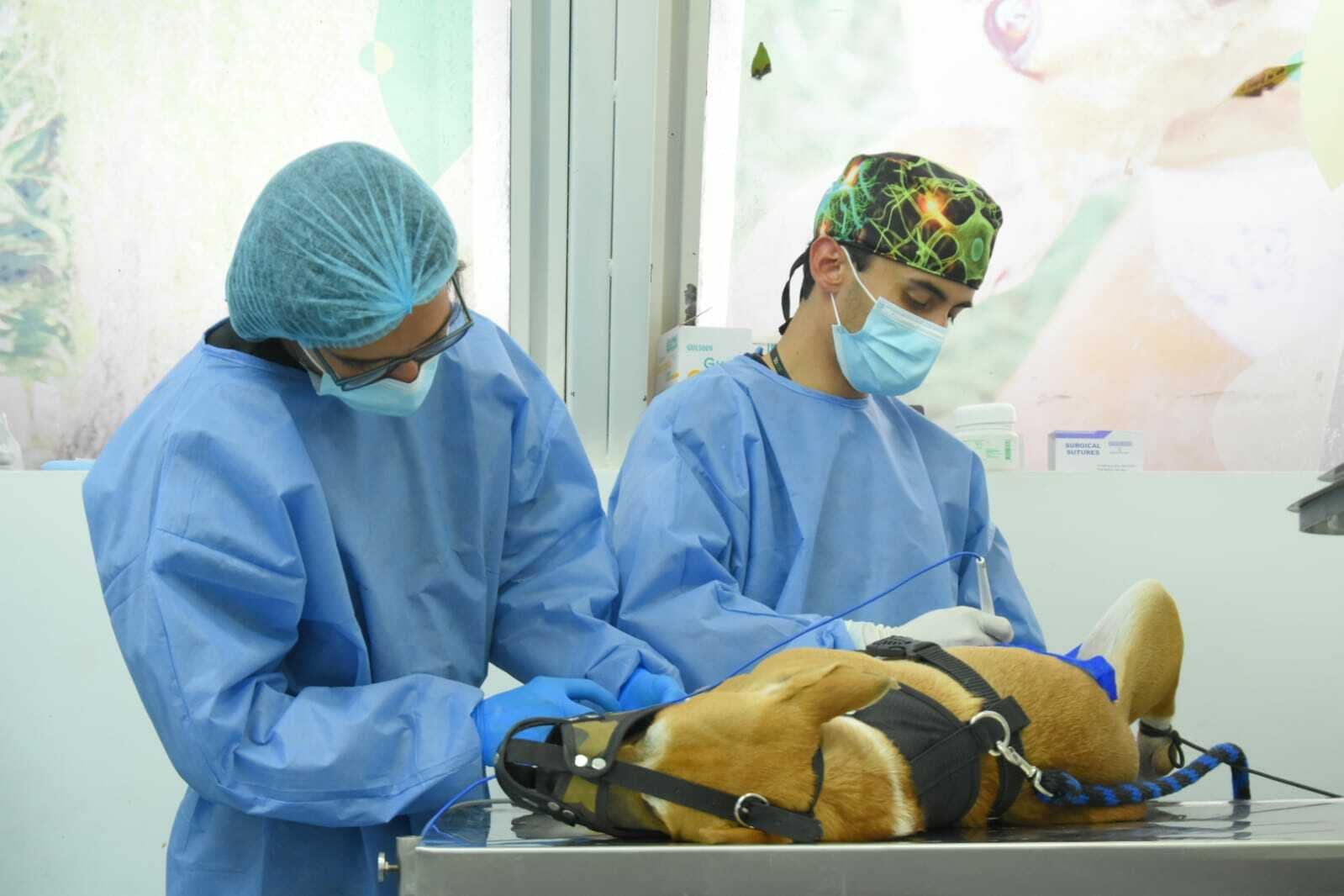 El Bloque de Atención y Rescate (BAR) y el Escuadrón Anticrueldad del IDPYBA realizaron la inspección de los animales. - crédito Secretaría de Ambiente