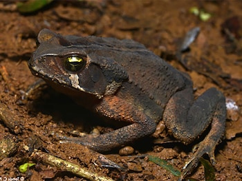 Un sapo grande y oscuro con ojos amarillos brillantes, posado sobre tierra húmeda con hojas y pequeñas ramas, visto de perfil izquierdo