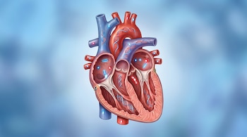 Corazón humano con corte transversal, arterias, venas, y hebras de ADN. Incluye marcadores luminosos rojos y azules sobre fondo difuminado celeste.