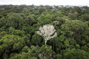 Brasil puso en marcha proyectos de restauración forestal en la Mata Atlántica, orientados a recuperar 15.000 hectáreas degradadas y crear miles de empleos (AP Foto/Jorge Saenz)