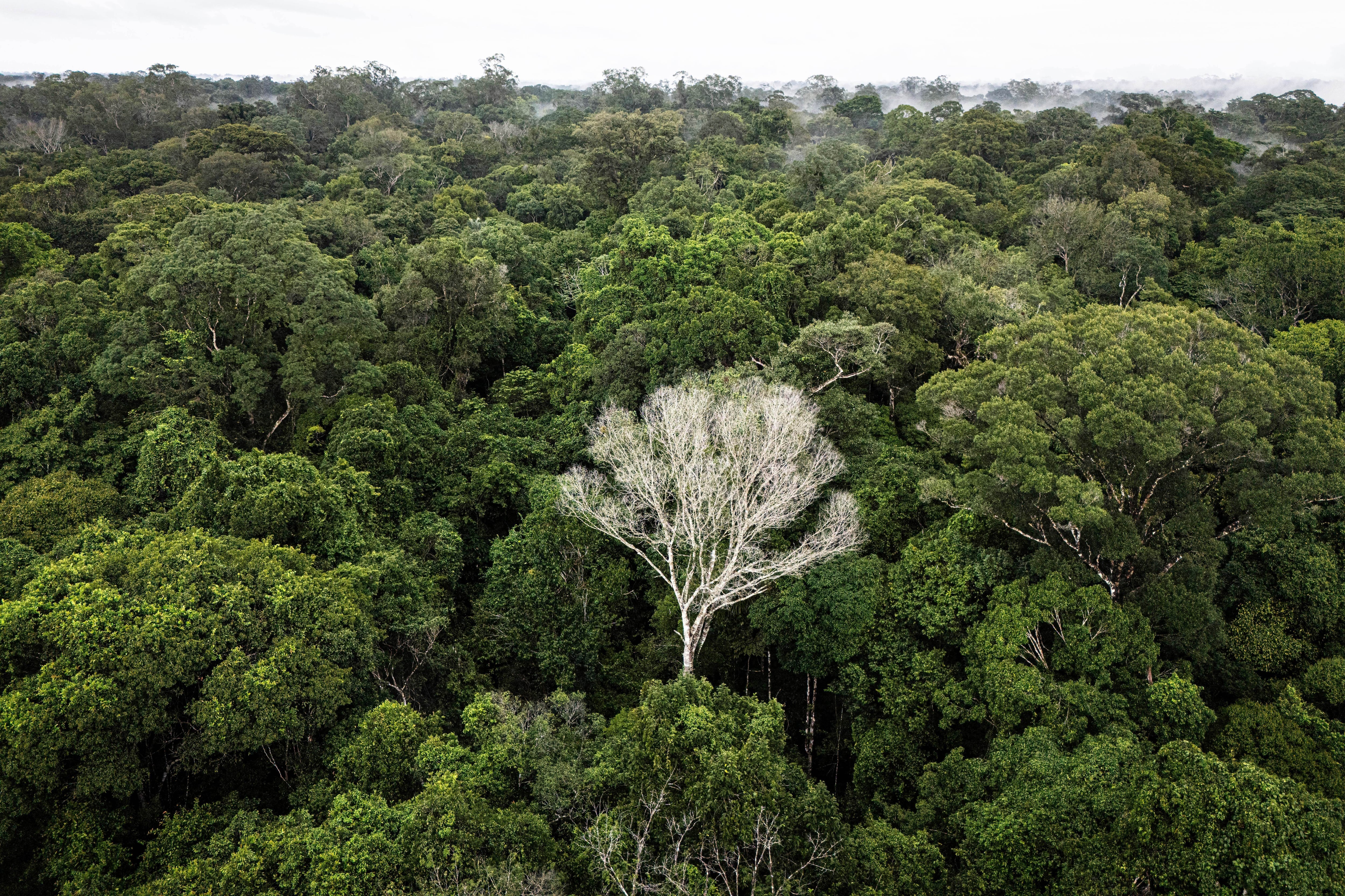 Brasil puso en marcha proyectos de restauración forestal en la Mata Atlántica, orientados a recuperar 15.000 hectáreas degradadas y crear miles de empleos (AP Foto/Jorge Saenz)