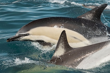 Especie: Delfín Común (Delphinus delphis)