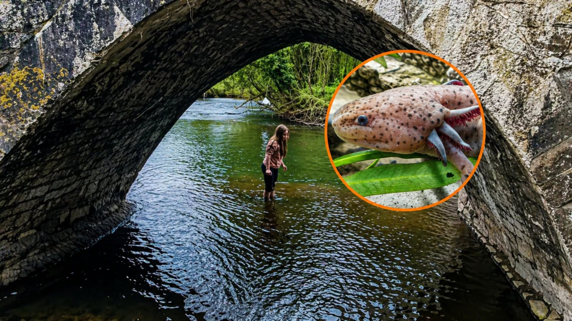 Melanie Hill, una niña de 10 años, amante de la naturaleza, encontró un ajolote mexicano debajo de un puente en Reino Unido. (MElanie Hill: IG)