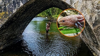 Ajolote en Reino Unido: ¿cómo una especie mexicana terminó al otro lado del mundo?