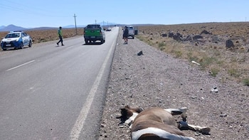 Turistas chilenos atropellaron y mataron