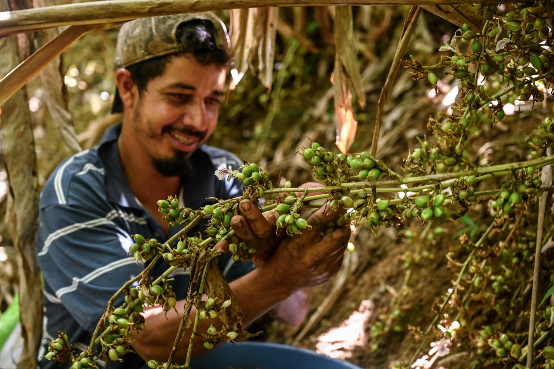 Un productor selecciona cápsulas de cardamomo recién cosechadas. Honduras ha incorporado esta especia a su estrategia de diversificación agrícola, con presencia en departamentos como Santa Bárbara, Cortés, Atlántida, Copán y El Paraíso. (Infobae Centroamérica/ Orlando SIERRA / AFP)