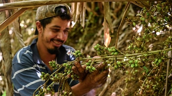 Cardamomo, la especia aromática de Honduras que puede cautivar el olfato internacional