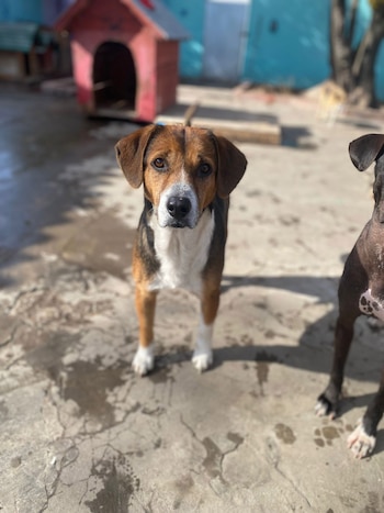 Boku, el perrito que se