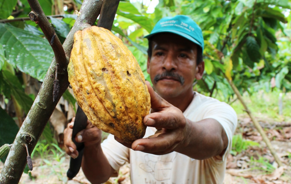 cacao nació en la Amazonía ecuatoriana