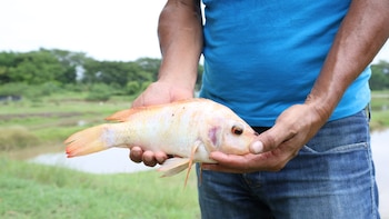 Honduras invierte US$94.300 para reactivar un centro productor de tilapia