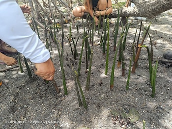 El documental “Mujeres del manglar”, de Astrid Peraza, destaca la conservación ambiental y el empoderamiento femenino en zonas rurales. (Foto cortesía Mudecop Manzanillo)