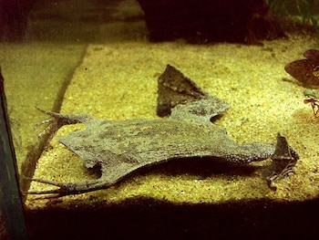 La forma de su cuerpo