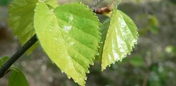 (foto: @VibrioVibrensis/Twitter)