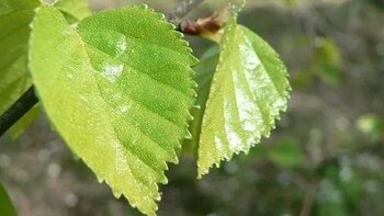 Cuáles son los beneficios de consumir la hierba medicinal abedul y cómo se prepara