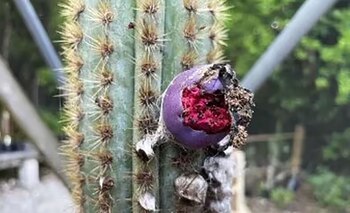 Otras especies en los Cayos