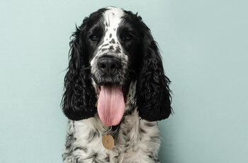 Maltrato animal (Facebook Ellis McLeod)