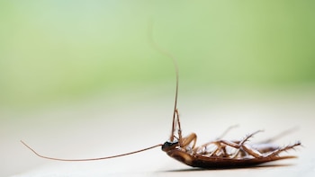 ¿Qué hacer si encuentras una