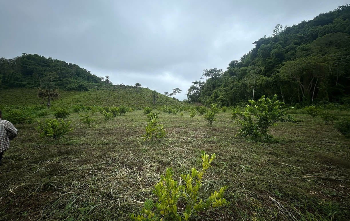 Agro guatemalteco en alerta por la canícula prolongada que se prevé de julio a agosto