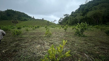 Agro guatemalteco en alerta por la canícula prolongada que se prevé de julio a agosto
