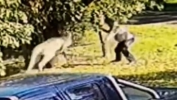 La insólita pelea a golpes