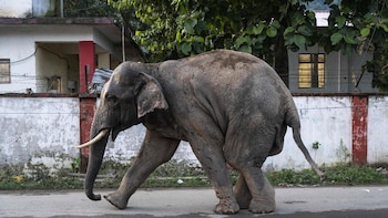 Un tren de alta velocidad