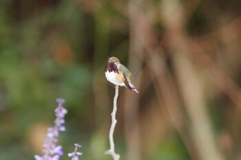 El colibrí abejorro destaca por