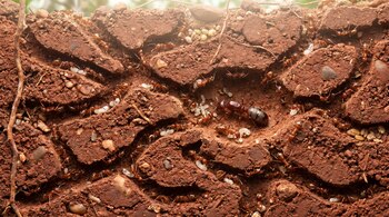 Primer plano de una colonia de hormigas subterránea con túneles de tierra rojiza, mostrando numerosas hormigas obreras, larvas blancas y una hormiga reina oscura.