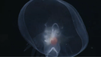 Bathydevius caudactylus utiliza una capucha