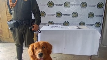 Perro antinarcóticos frustró el envío