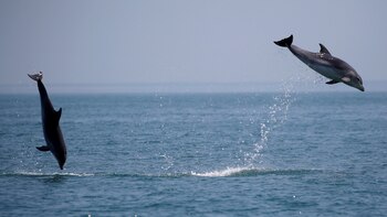Los delfines machos mejoran su