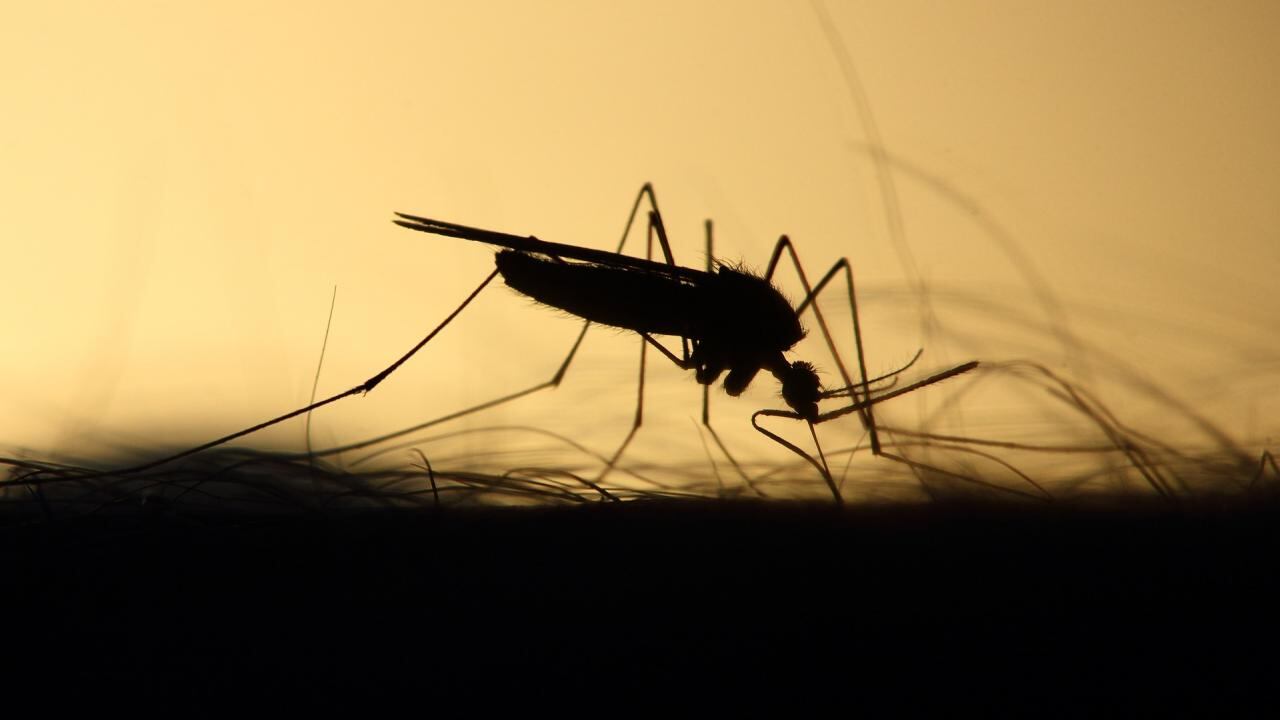 Causas del atractivo de los mosquitos: más allá de la sangre dulce