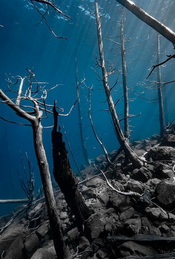EL bosque sumergido se formó en 1960 con el desprendimiento ocurrido en una ladera del cerro Bayo (@romigiorno)
