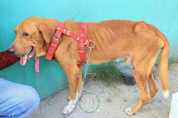 La DPI reporta ocho detenidos y 27 denuncias por maltrato animal en 2026. (cortesía)